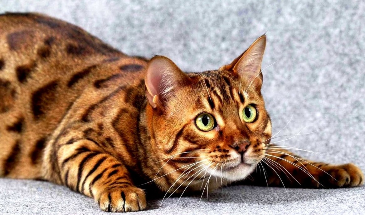 Toyger katt: kattemat og raseportrett